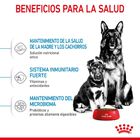 Royal Canin Starter Mother&Baby Maxi pienso para perros, , large image number null